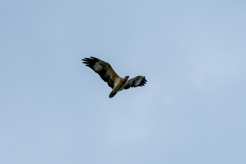 White-bellied Sea-Eagle