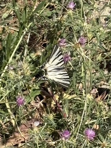 Scarce Swallowtail