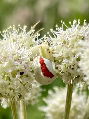 Goldenrod Crab Spider