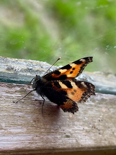 Small Tortoiseshell