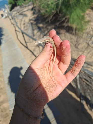 Common Rough-scaled Lizard