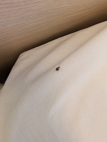 German Cockroach
