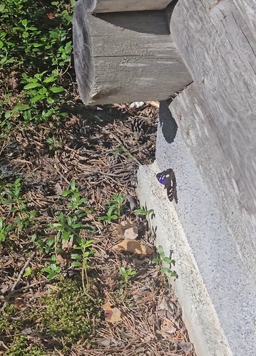 Lesser Purple Emperor