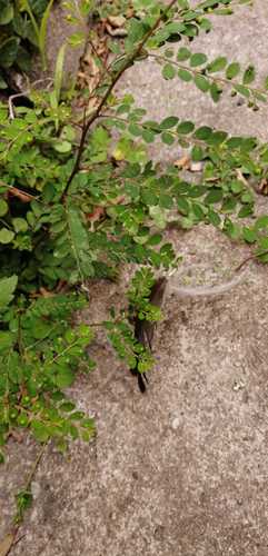 Phyllanthus meyerianus