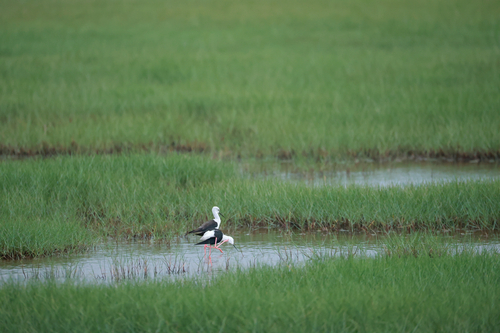 Black-winged Stilt