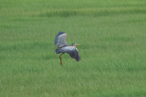 Purple Heron