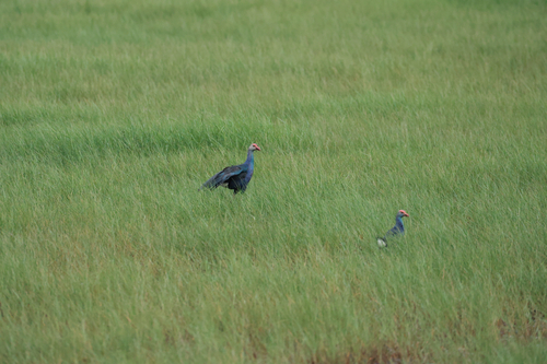 Gray-headed Swamphen