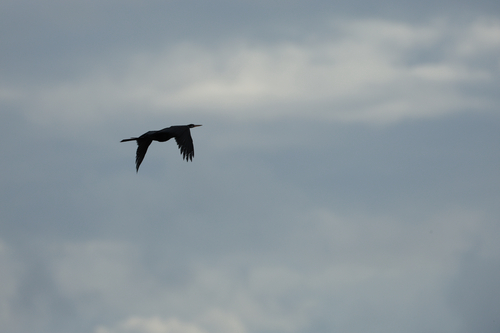 Oriental Darter