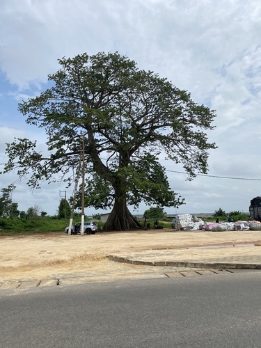 Kapok Tree