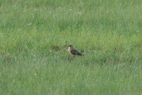 Oriental Pratincole