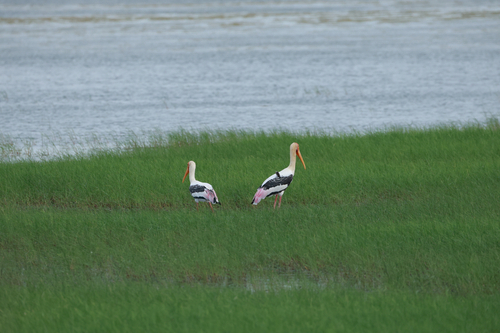 Painted Stork