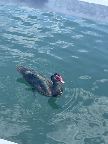 Domestic Muscovy Duck