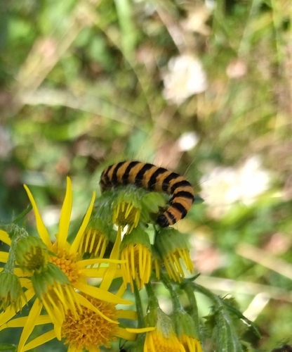 Cinnabar moth