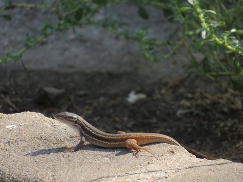 Large Psammodromus