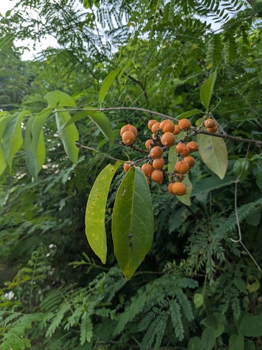 Bunchosia palmeri (Bunchosia palmeri)