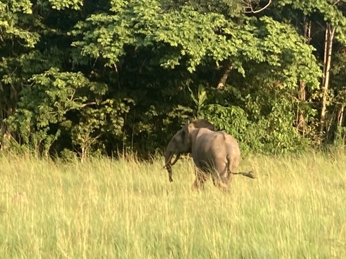 Forest Elephant