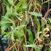 Salix × pendulina erythroflexuosa - Photo 由 queil 所上傳的 (c) queil，保留所有權利
