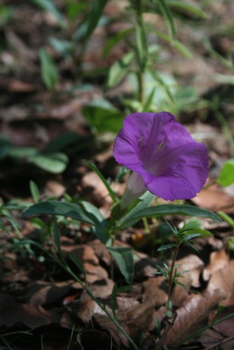 Ipomoea madrensis