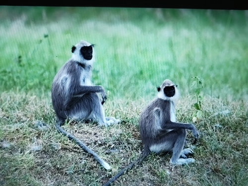 Tufted Gray Langur