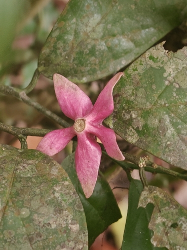 Heisteria parvifolia