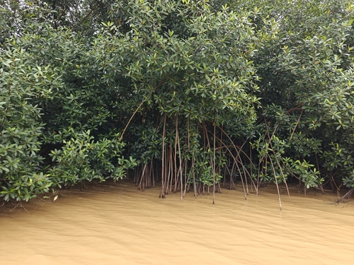 red mangrove