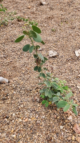 Durango Senna