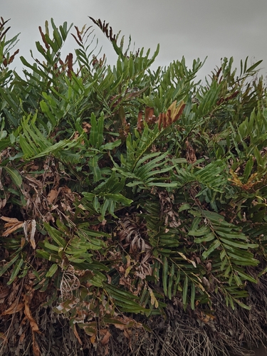 Golden Leather Fern