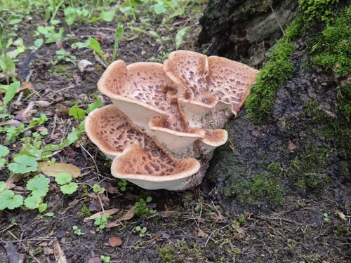 Dryad's Saddle