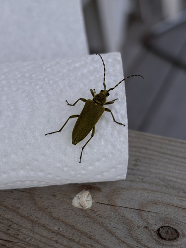 Lepturobosca virens