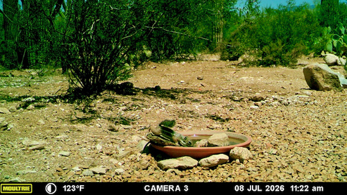 Harris' Antelope Squirrel observed by janeyd