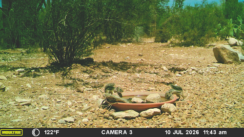 Harris' Antelope Squirrel observed by janeyd