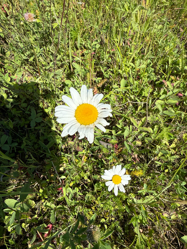 oxeye daisy
