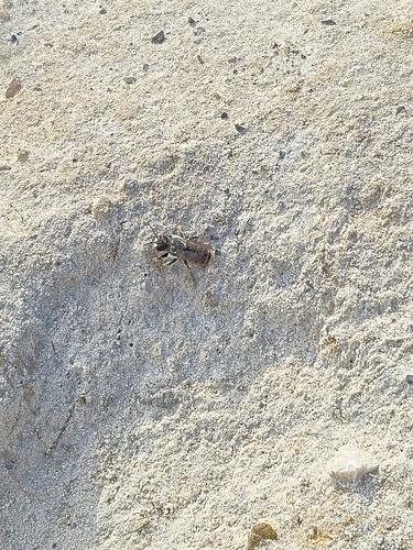 Banded Mud Bee