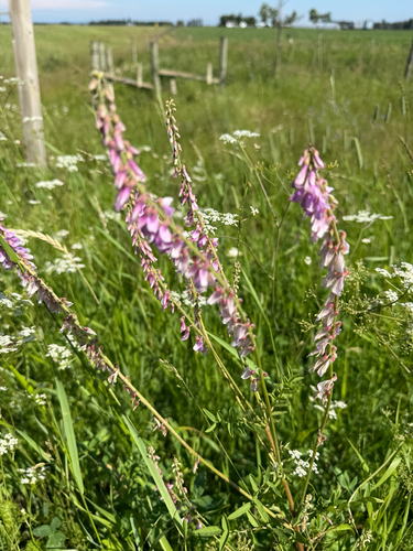Alpine Sweet-vetch