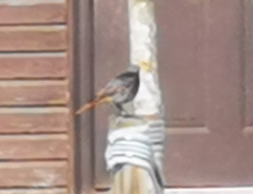 Black Redstart