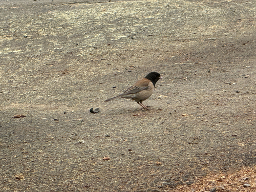 iNaturalist observation photo of Dark-eyed Junco