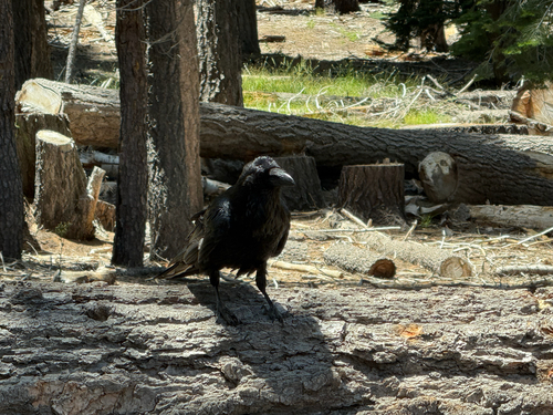 iNaturalist observation photo of Common Raven