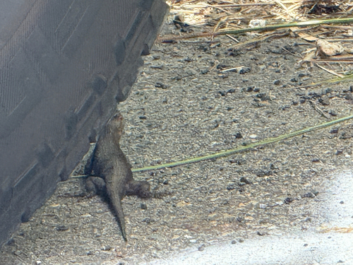 iNaturalist observation photo of Western Fence Lizard