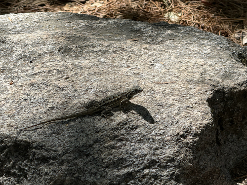 iNaturalist observation photo of Western Fence Lizard