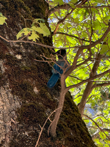 iNaturalist observation photo of Steller's Jay