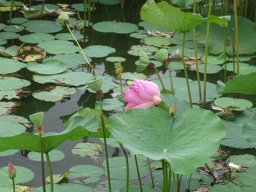 Sacred Lotus
