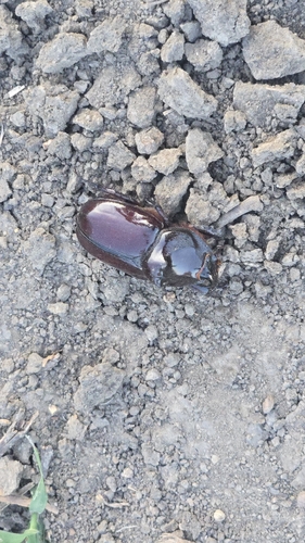 Greek rhinoceros beetle