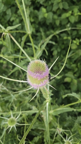 wild teasel