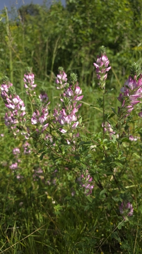 trailing restharrow