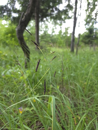 blue sedge