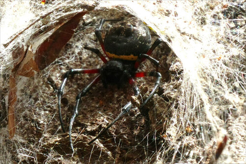 African Hermit Spider