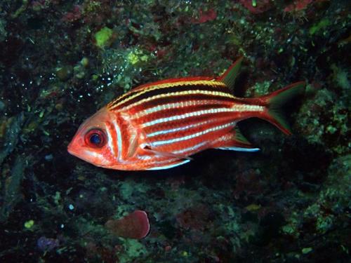 Red Squirrelfish
