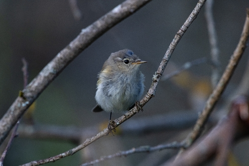 Common Chiffchaff