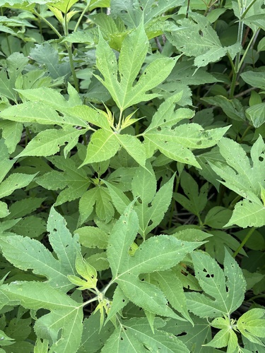 giant ragweed