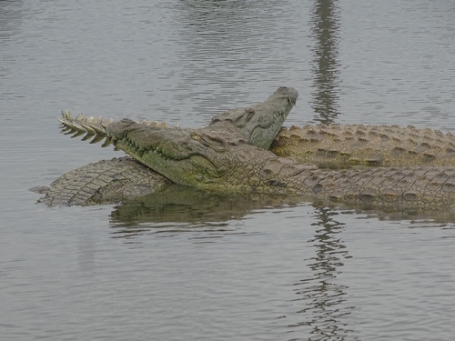 West African Crocodile